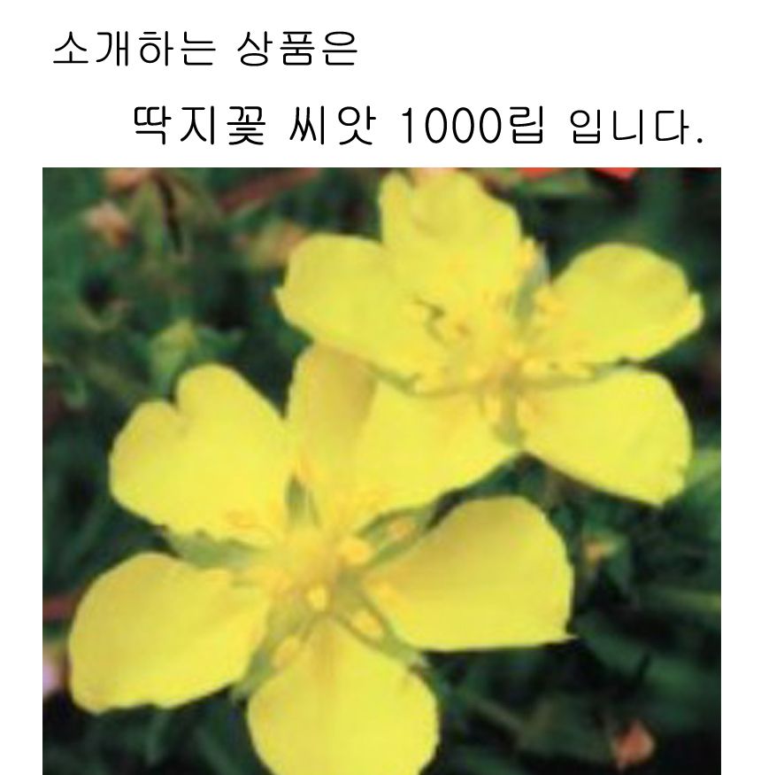 딱지꽃 씨앗 히프 야생화 꽃씨 종자 품종 정원 1000립/씨/씨앗/꽃씨/꽃씨앗/야생화씨/야생화씨앗/야생화키