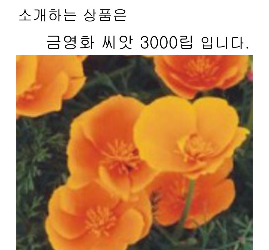 금영화 커몬 꽃 씨앗 야생화 꽃씨 종자 품종 3000립/씨/씨앗/꽃씨/꽃씨앗/야생화씨/야생화씨앗/야생화키우