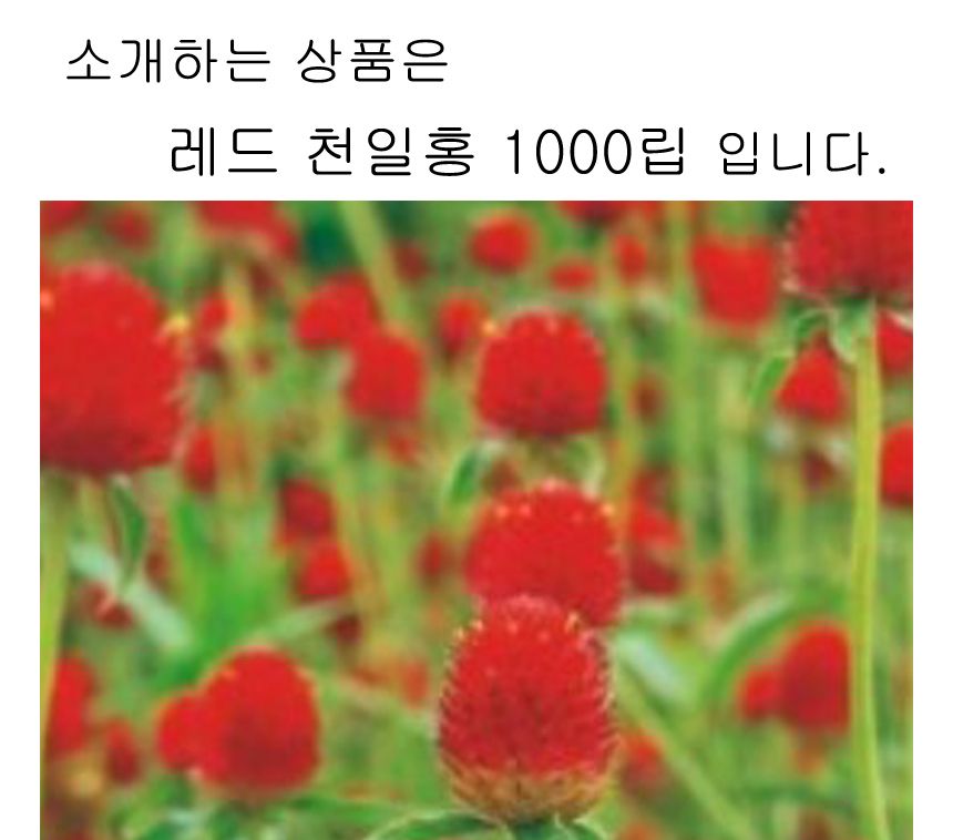 천일홍 레드 꽃 야생화 꽃씨 씨앗 종자 품종 1000립/씨/씨앗/꽃씨/꽃씨앗/야생화씨/야생화씨앗/야생화키우