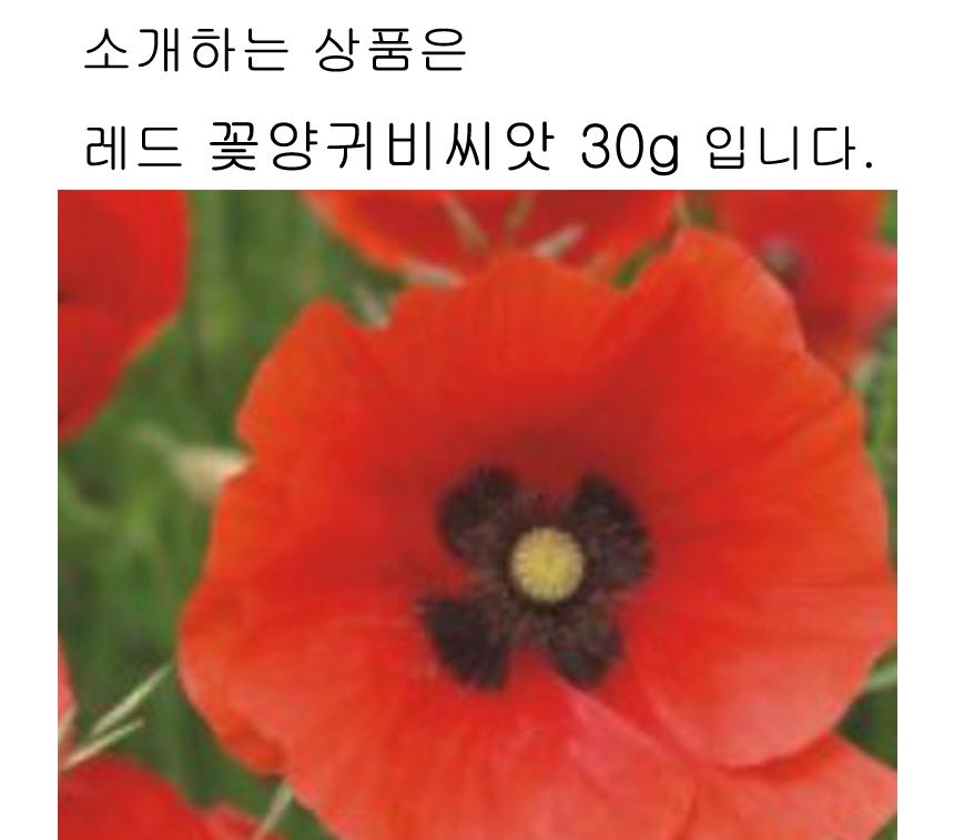 레드 관상용 품종 야생화 꽃씨 종자 양귀비 씨앗 30g/씨/씨앗/꽃씨/꽃씨앗/야생화씨/야생화씨앗/야생화키우