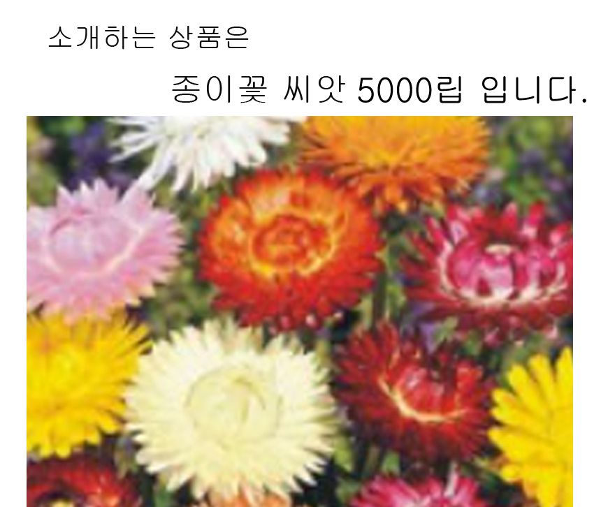 종이꽃 품종 커몬 밀짚꽃 씨 종자 품종 씨앗 5000립/씨/씨앗/야생화씨/야생화씨앗/야생화키우기/꽃씨앗/정