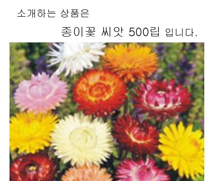 종이꽃 품종 커몬 밀짚꽃 씨 종자 품종 씨앗 500립/씨/씨앗/야생화씨/야생화씨앗/야생화키우기/꽃씨앗/정원