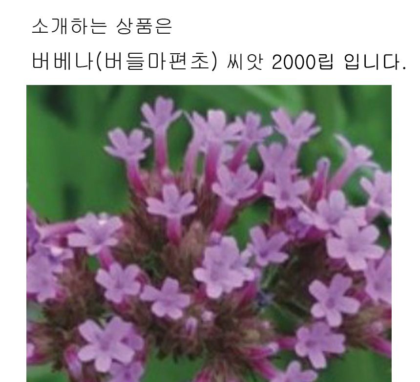 숙근버베나 버들마편초 품종 꽃씨 종자 씨앗 2000립/씨/씨앗/야생화씨/야생화씨앗/야생화키우기/꽃씨앗/정
