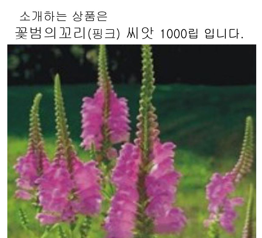 꽃범의꼬리 핑크 씨 야생화 꽃씨 종자 품종 1000립/씨/씨앗/야생화씨/야생화씨앗/야생화키우기/꽃씨앗/정원