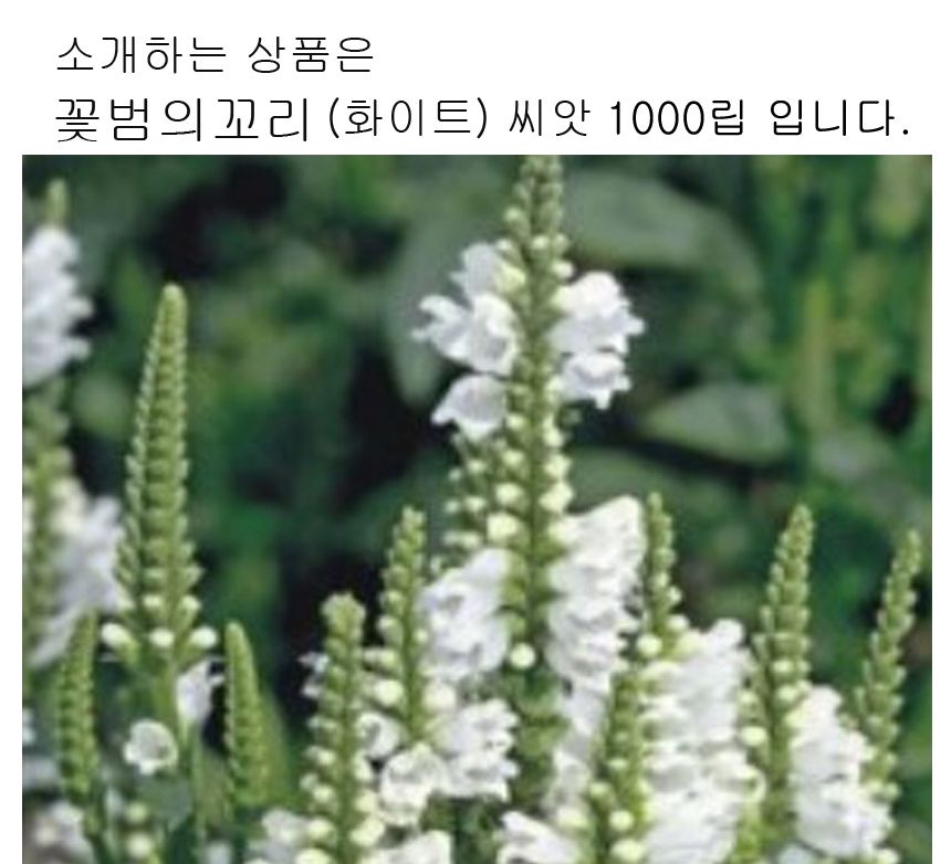 꽃범의꼬리 화이트 씨 야생화 꽃씨 종자 품종 1000립/씨/씨앗/야생화씨/야생화씨앗/야생화키우기/꽃씨앗/정