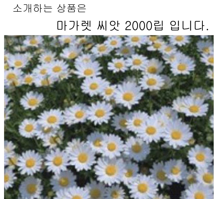 마가렛 씨 씨앗 야생화 꽃씨 종자 품종 2000립/씨/씨앗/야생화씨/야생화씨앗/야생화키우기/꽃씨앗/정원꾸미