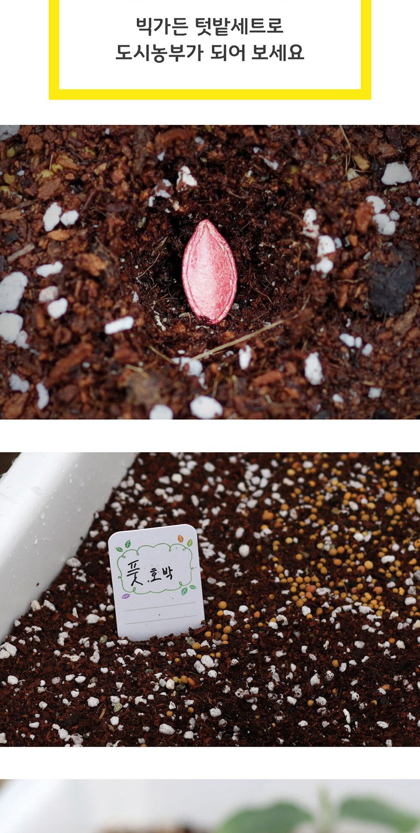 베란다 텃밭 도시농부 저면관수 화분 빅가든 풋호박/채소밭/텃밭/화분/재배/미니정원/정원/아파트/베란다/