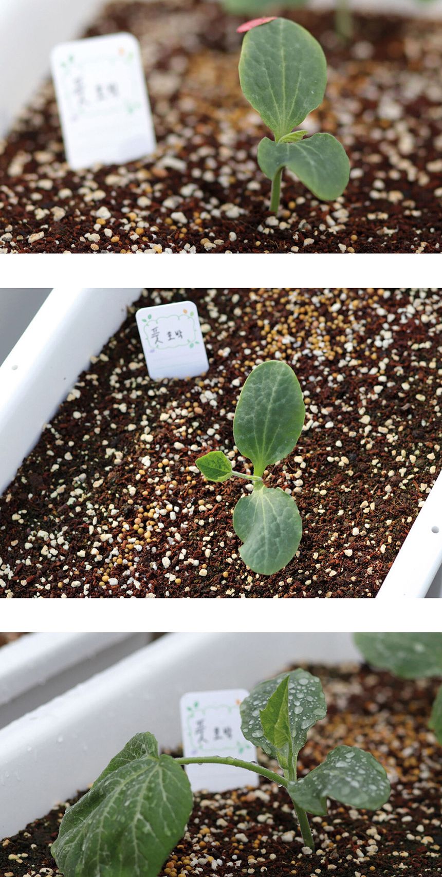 베란다 텃밭 도시농부 저면관수 화분 빅가든 풋호박/채소밭/텃밭/화분/재배/미니정원/정원/아파트/베란다/