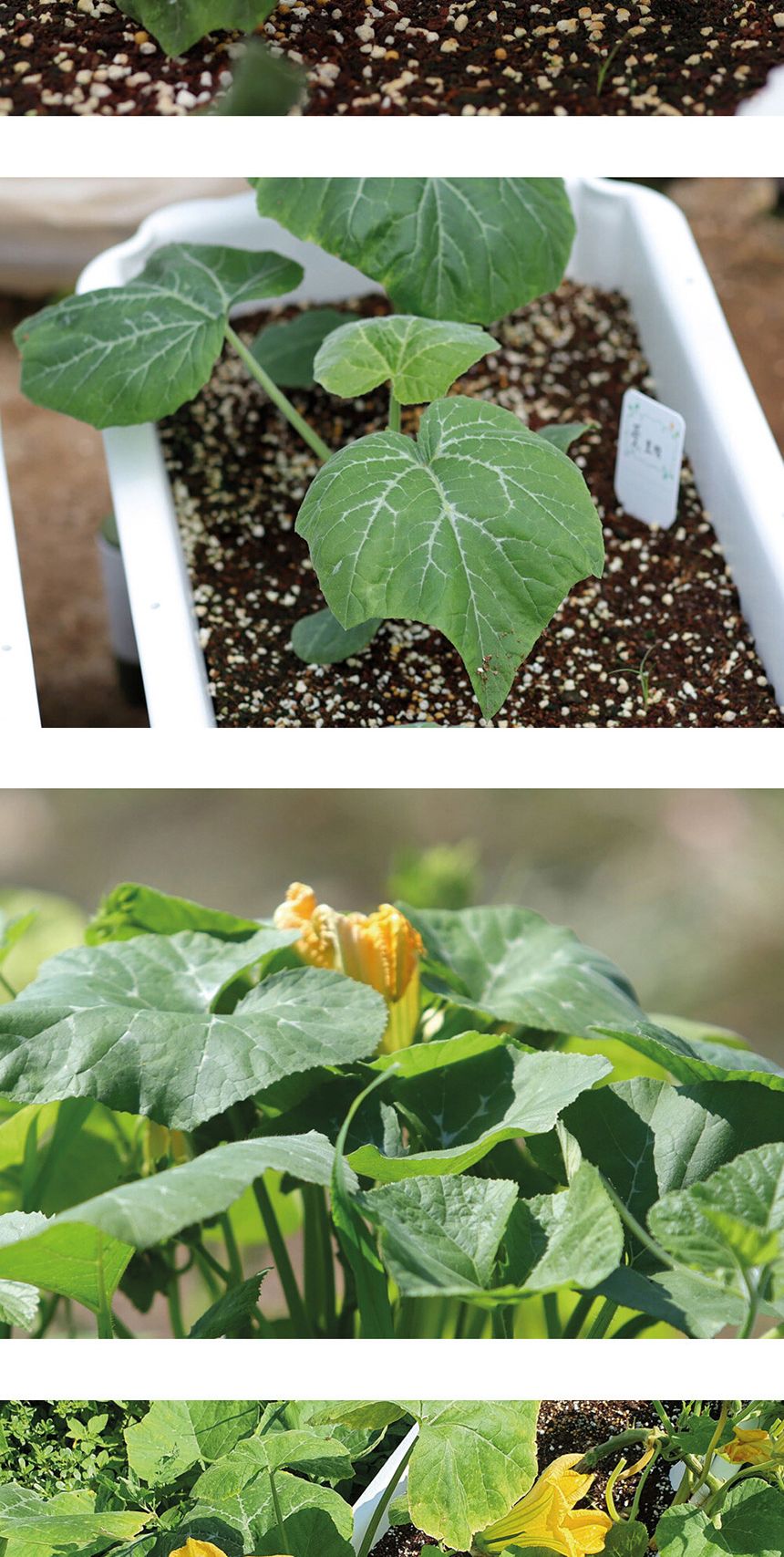 베란다 텃밭 도시농부 저면관수 화분 빅가든 풋호박/채소밭/텃밭/화분/재배/미니정원/정원/아파트/베란다/