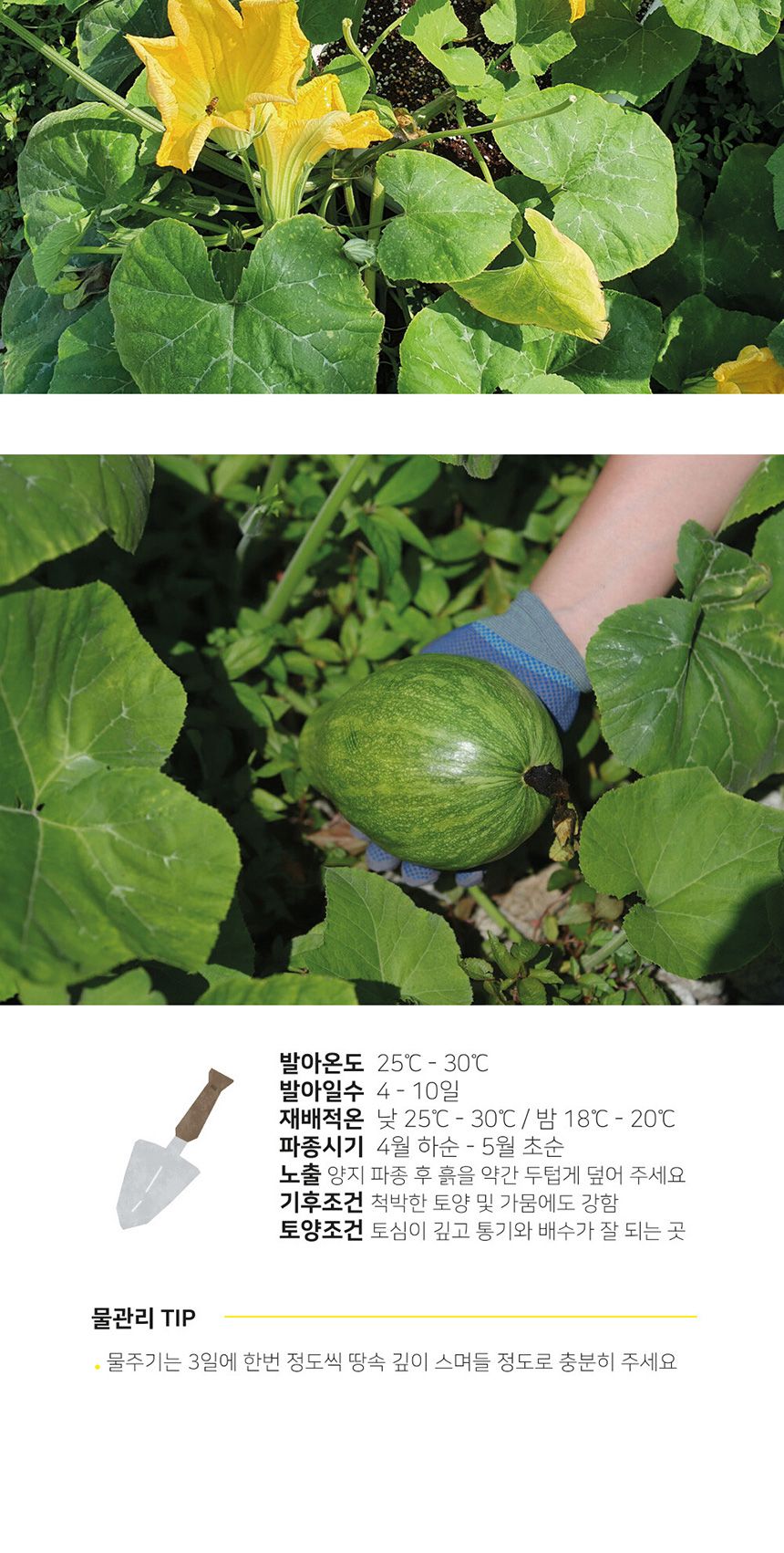 베란다 텃밭 도시농부 저면관수 화분 빅가든 풋호박/채소밭/텃밭/화분/재배/미니정원/정원/아파트/베란다/