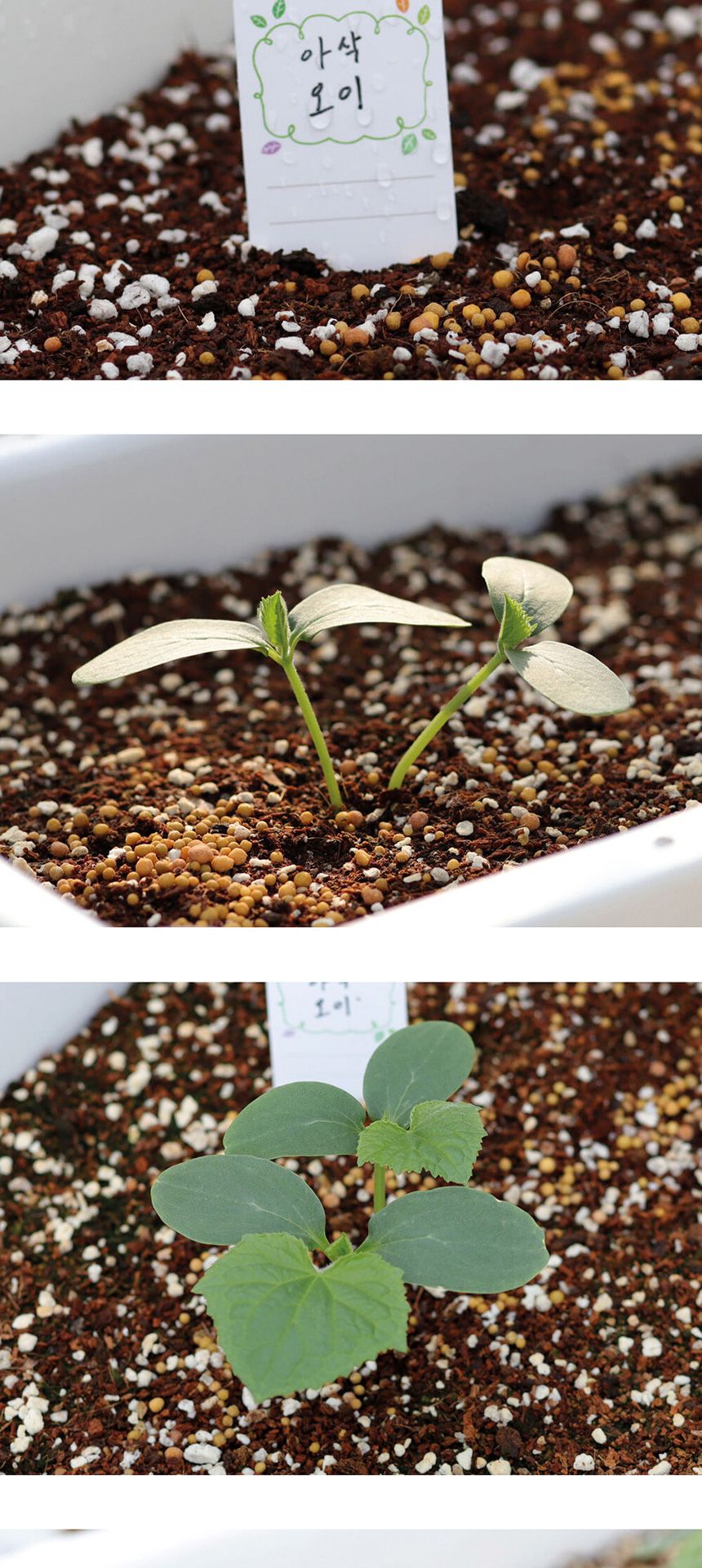 베란다 텃밭 도시농부 저면관수 화분 빅가든 미니오이/채소밭/텃밭/화분/재배/미니정원/정원/아파트/베란다