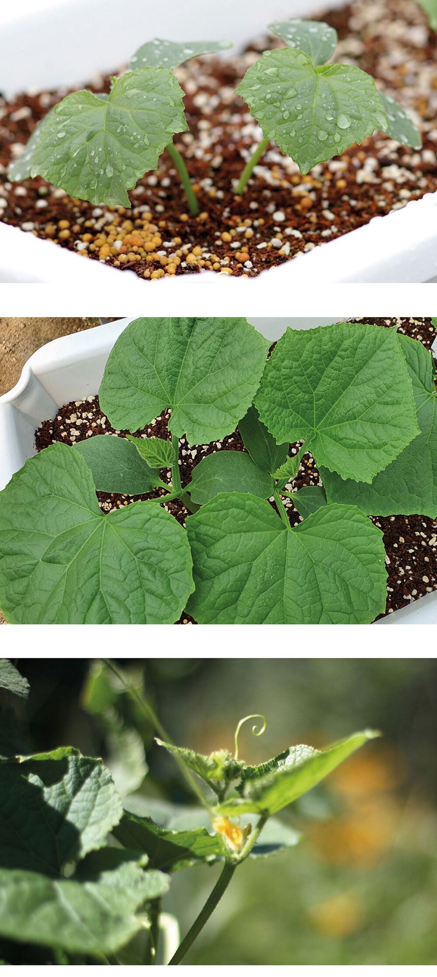 베란다 텃밭 도시농부 저면관수 화분 빅가든 미니오이/채소밭/텃밭/화분/재배/미니정원/정원/아파트/베란다