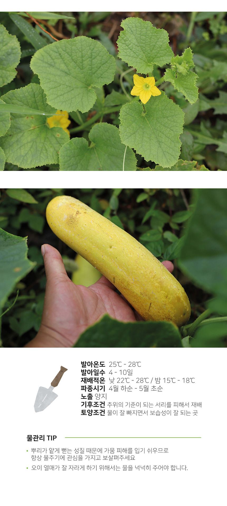 베란다 텃밭 도시농부 저면관수 화분 빅가든 미니오이/채소밭/텃밭/화분/재배/미니정원/정원/아파트/베란다