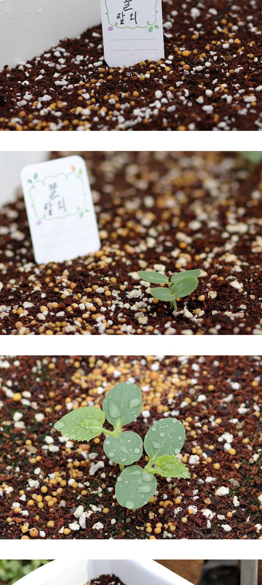 베란다 텃밭 도시농부 저면관수 화분 빅가든 참외/채소밭/텃밭/화분/재배/미니정원/정원/아파트/베란다/옥