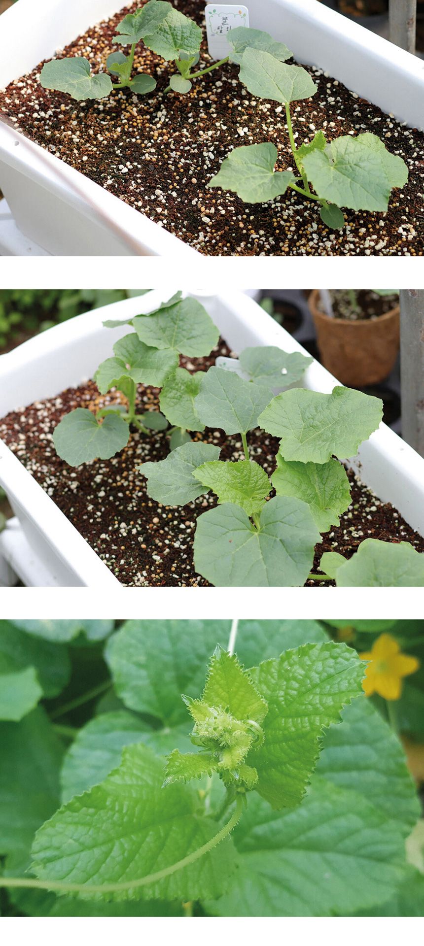 베란다 텃밭 도시농부 저면관수 화분 빅가든 참외/채소밭/텃밭/화분/재배/미니정원/정원/아파트/베란다/옥