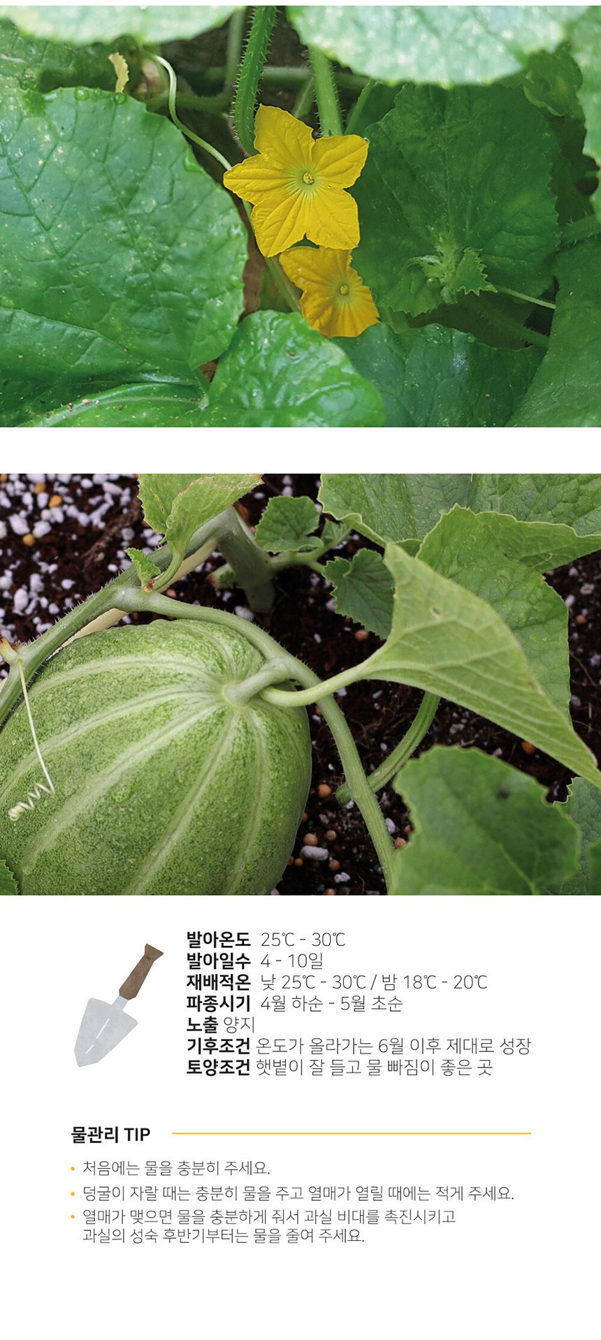 베란다 텃밭 도시농부 저면관수 화분 빅가든 참외/채소밭/텃밭/화분/재배/미니정원/정원/아파트/베란다/옥