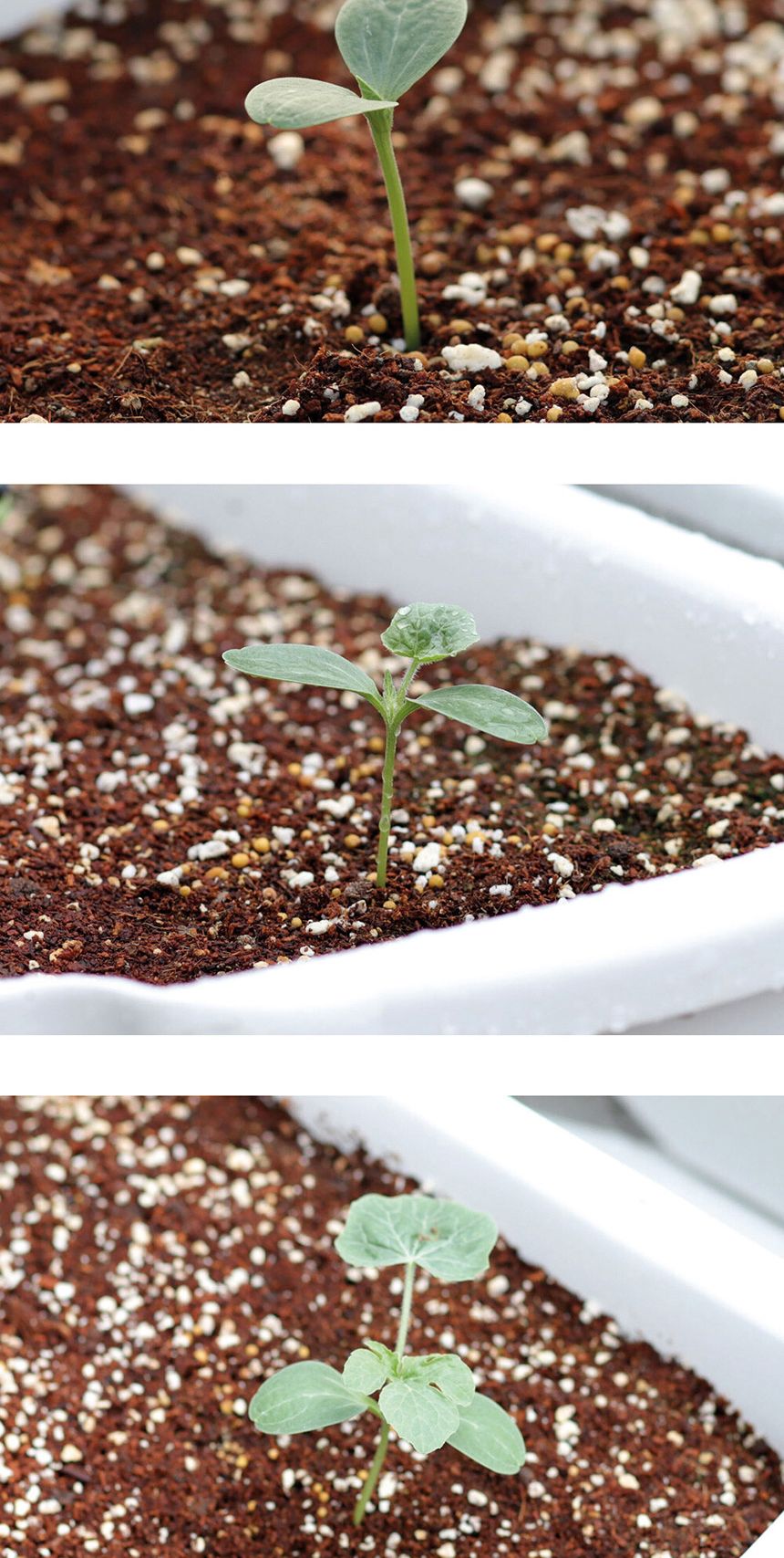 베란다 텃밭 도시농부 저면관수 화분 빅가든 미니수박/채소밭/텃밭/화분/재배/미니정원/정원/아파트/베란다