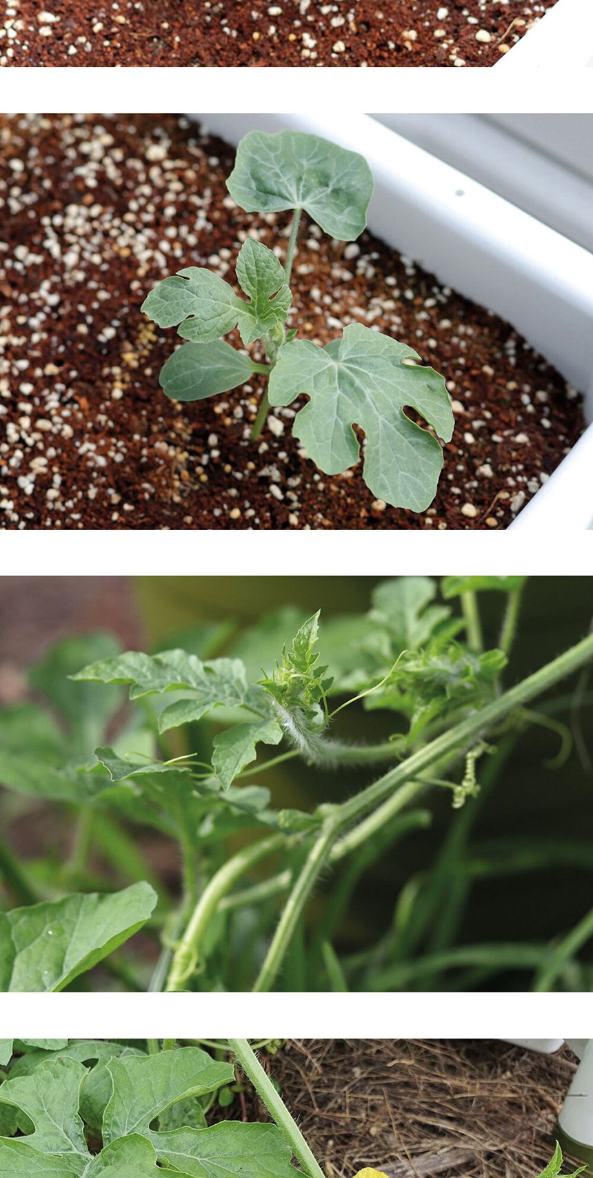 베란다 텃밭 도시농부 저면관수 화분 빅가든 미니수박/채소밭/텃밭/화분/재배/미니정원/정원/아파트/베란다