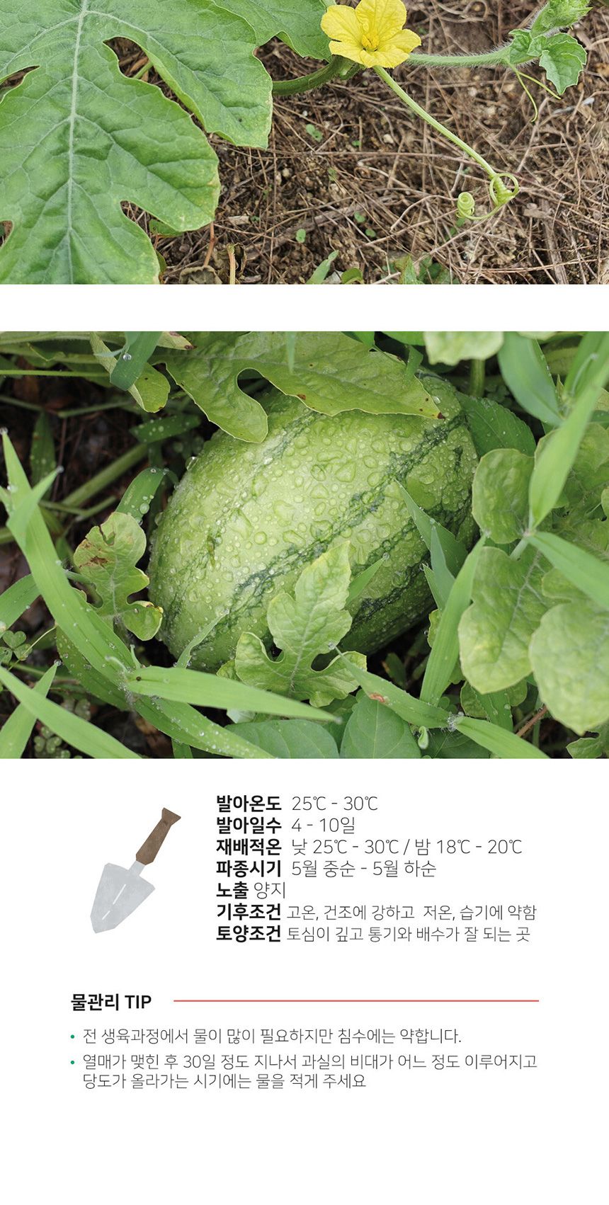 베란다 텃밭 도시농부 저면관수 화분 빅가든 미니수박/채소밭/텃밭/화분/재배/미니정원/정원/아파트/베란다