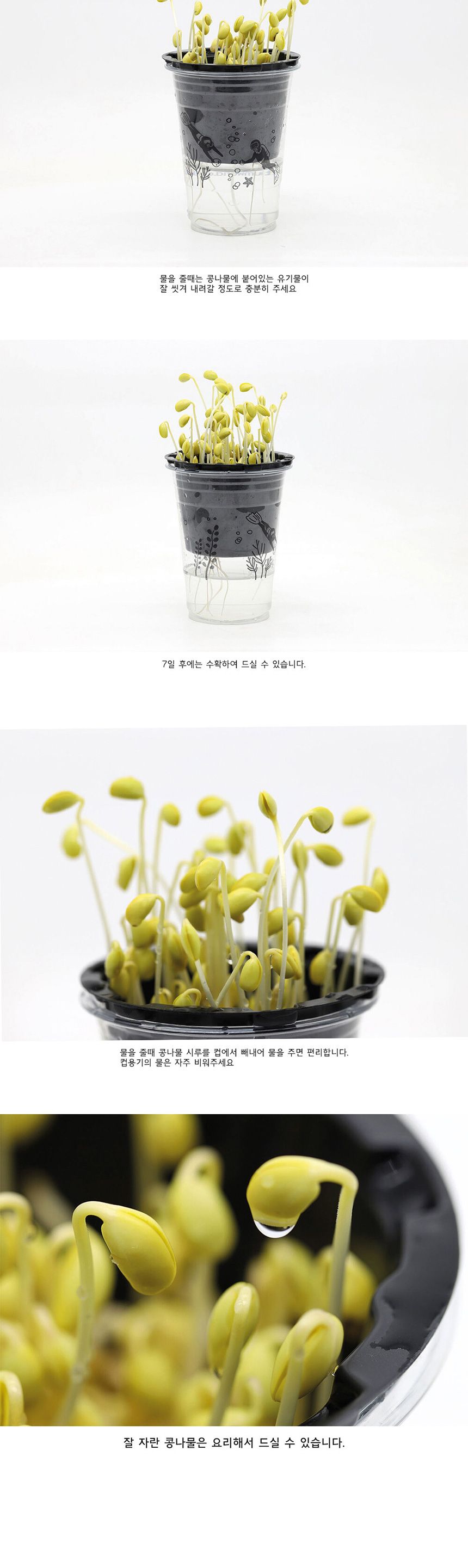 새싹키트 시루 관찰일지 재배 한컵쑥쑥 콩나물키우기/채소밭/텃밭/화분/재배/미니정원/정원/아파트/베란다/