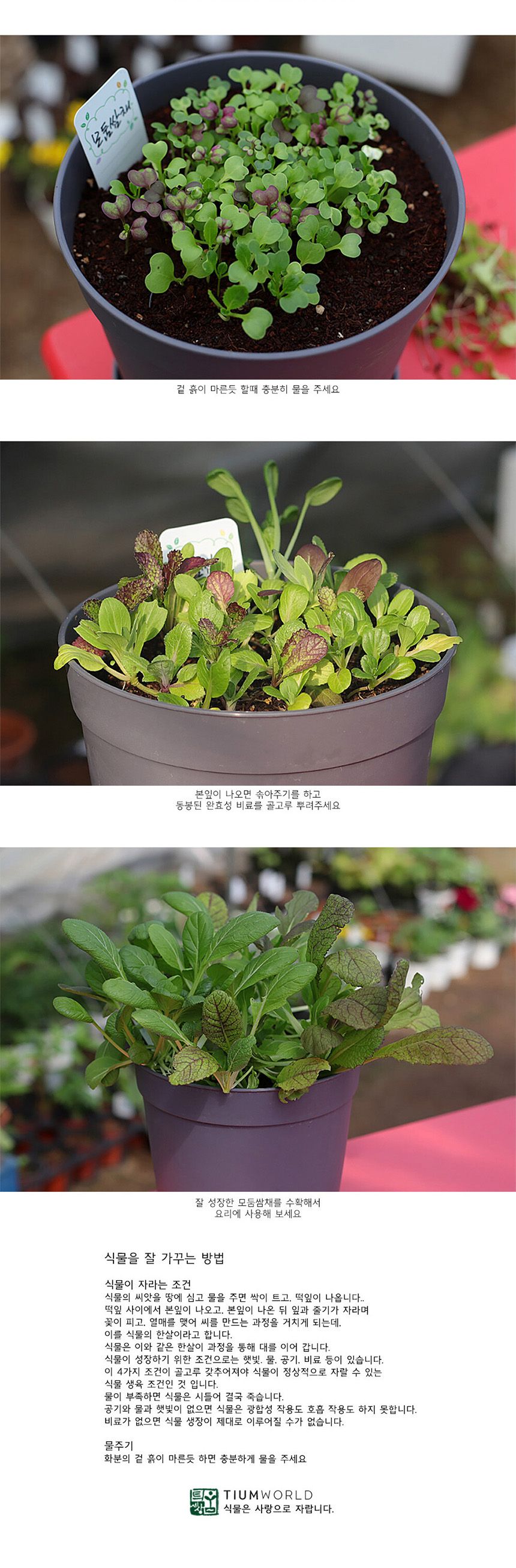 텃밭 화분 DIY 식집사 셰프가든 모둠쌈채소 키우기/식물키우기/식물재배기/DIY키트/홈가드닝/반려식물/실내