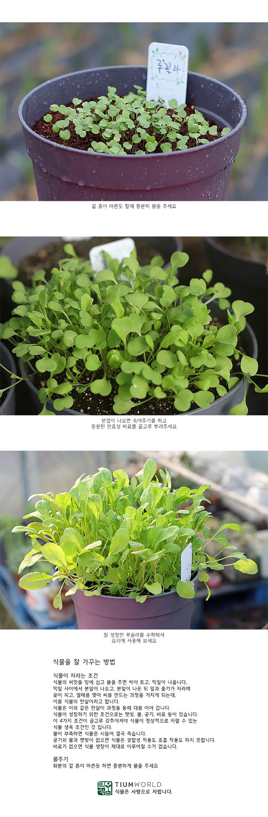 텃밭 화분 DIY 식집사 셰프가든 루꼴라 키우기/식물키우기/식물재배기/DIY키트/홈가드닝/반려식물/실내식물