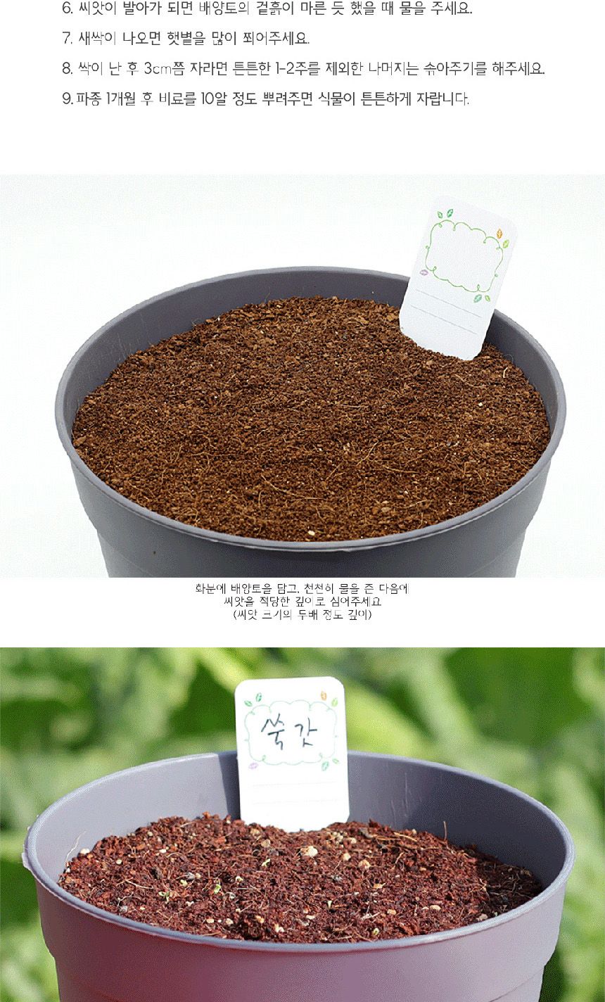 텃밭 화분 DIY 식집사 셰프가든 쑥갓 키우기/식물키우기/식물재배기/DIY키트/홈가드닝/반려식물/실내식물/