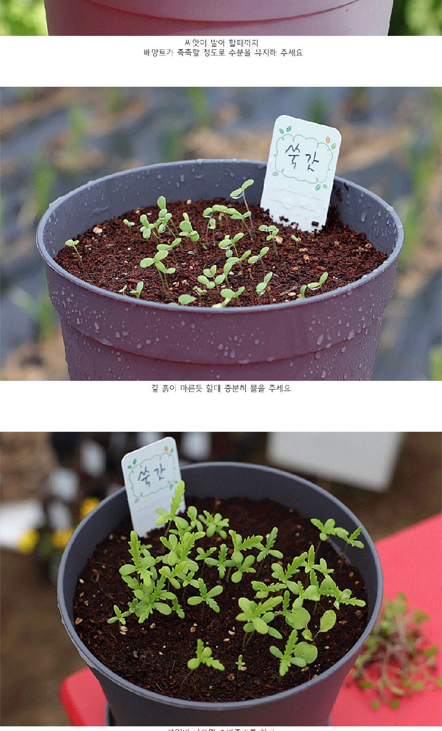 텃밭 화분 DIY 식집사 셰프가든 쑥갓 키우기/식물키우기/식물재배기/DIY키트/홈가드닝/반려식물/실내식물/