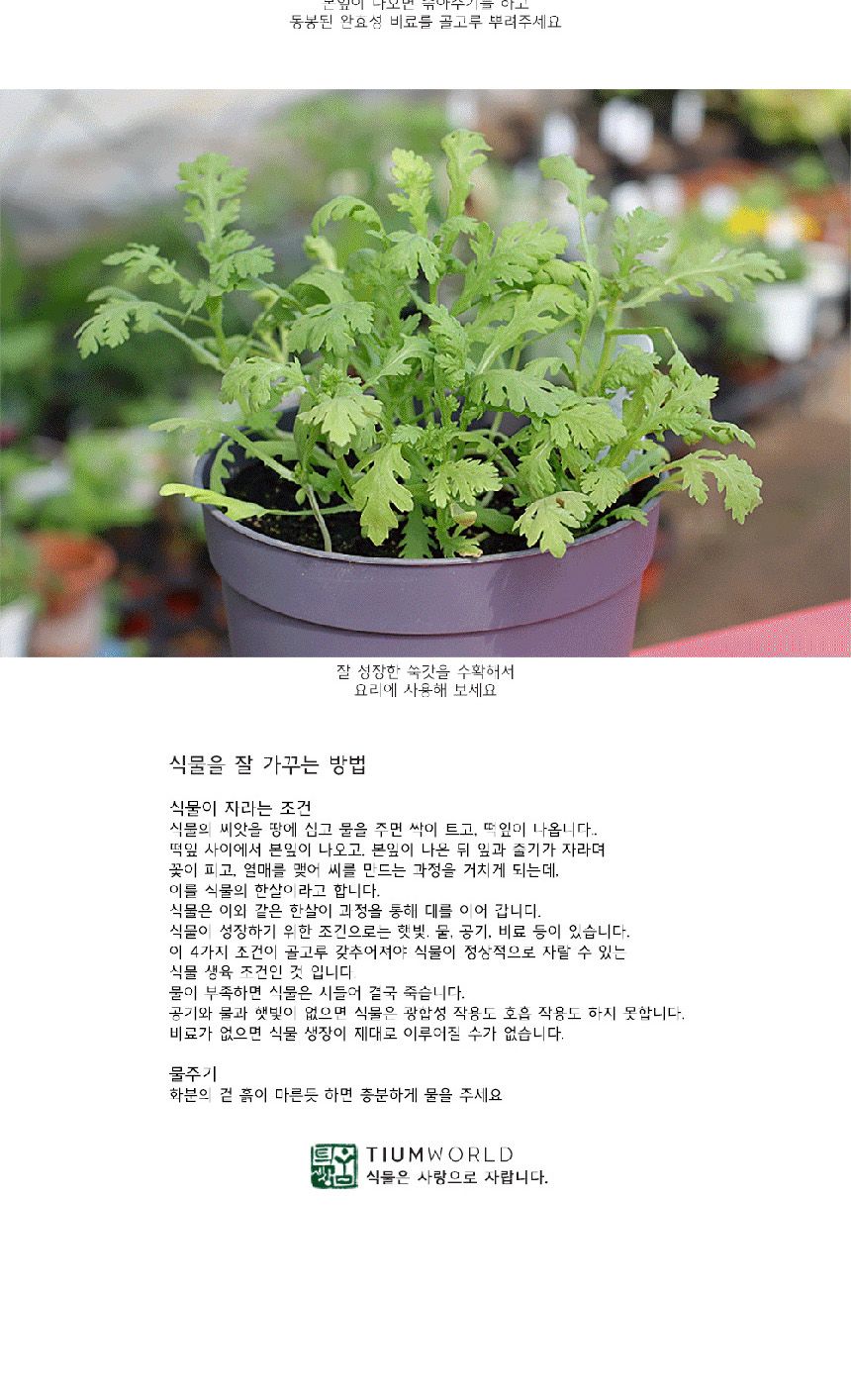 텃밭 화분 DIY 식집사 셰프가든 쑥갓 키우기/식물키우기/식물재배기/DIY키트/홈가드닝/반려식물/실내식물/