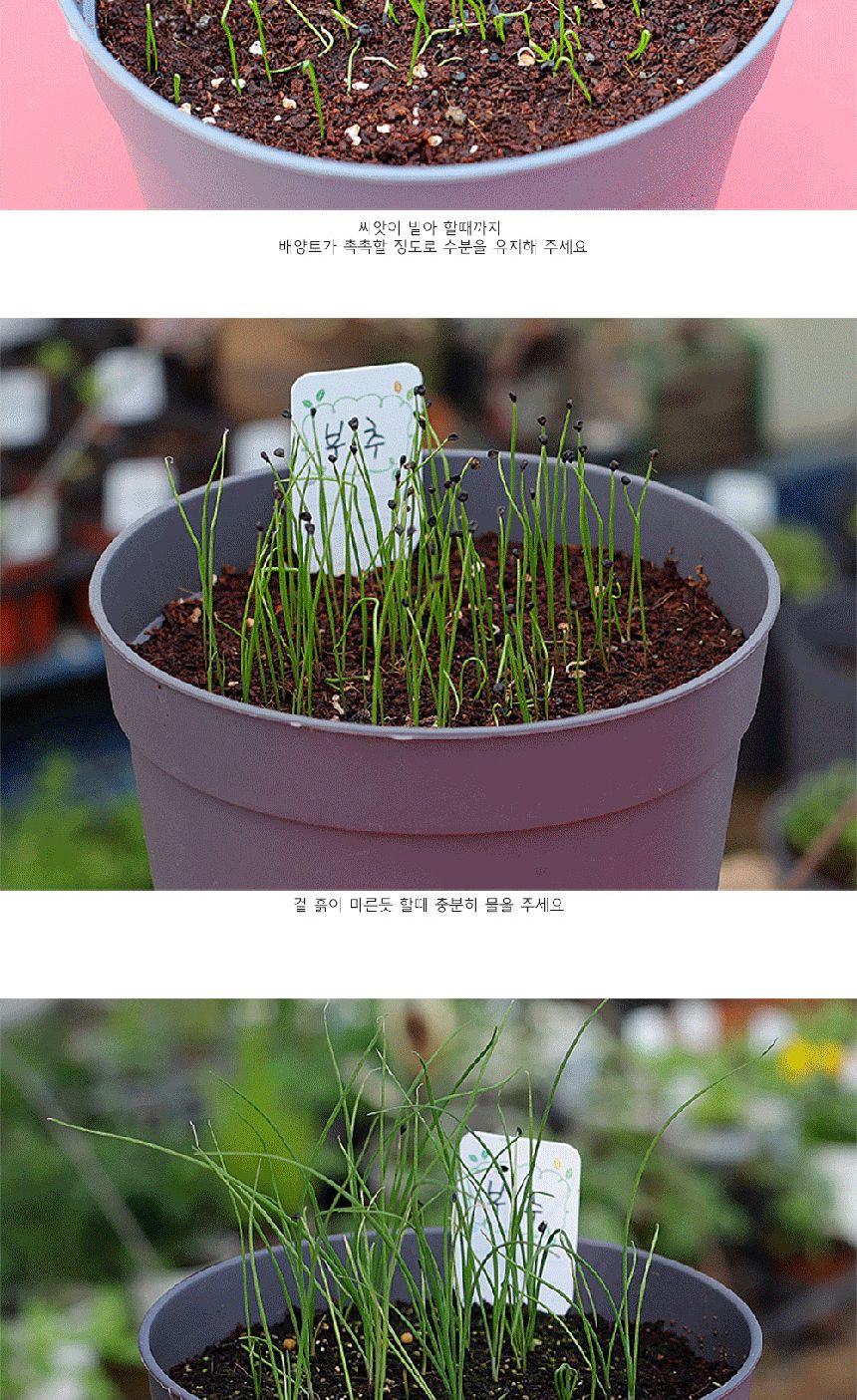 텃밭 화분 DIY 식집사 셰프가든 부추 키우기/식물키우기/식물재배기/DIY키트/홈가드닝/반려식물/실내식물/