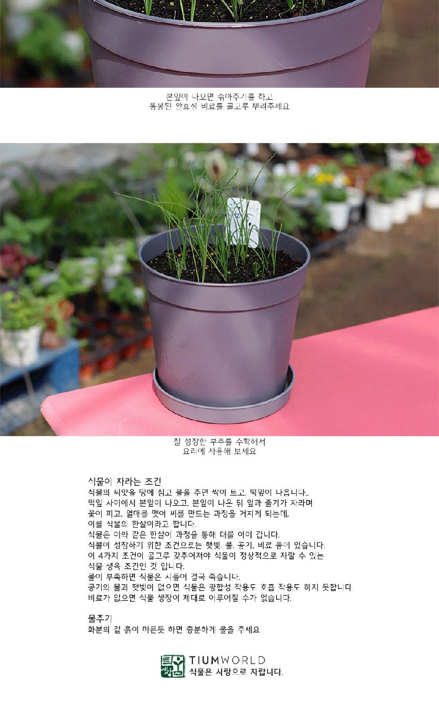 텃밭 화분 DIY 식집사 셰프가든 부추 키우기/식물키우기/식물재배기/DIY키트/홈가드닝/반려식물/실내식물/