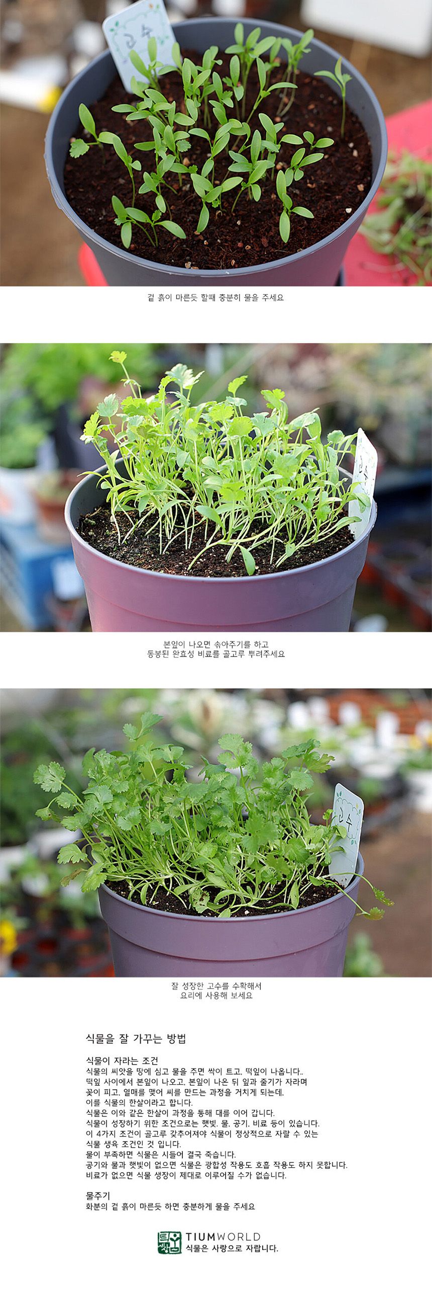 텃밭 화분 DIY 식집사 셰프가든 고수 키우기/식물키우기/식물재배기/DIY키트/홈가드닝/반려식물/실내식물/