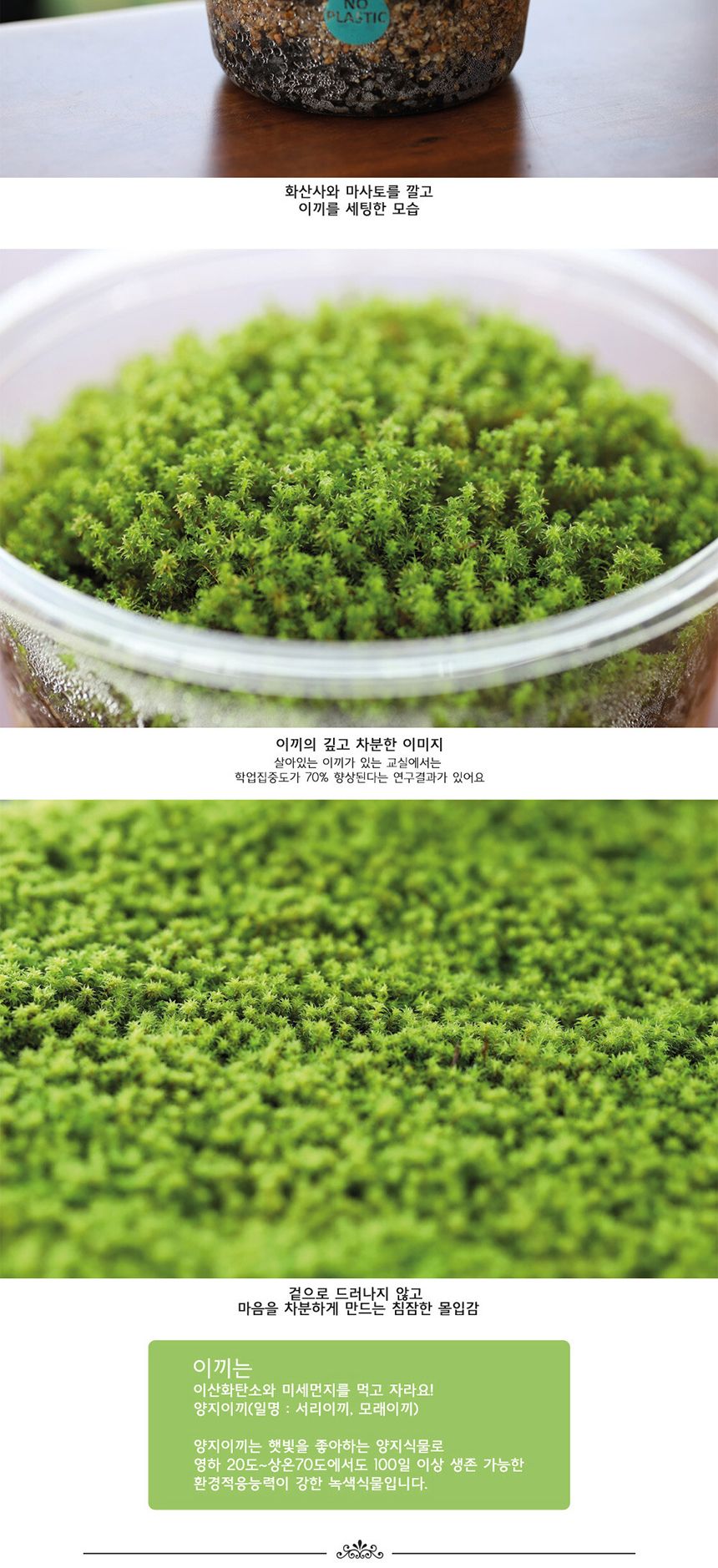 공기정화 가습 양지이끼 테라리움 꽃집사의 이끼정원/이끼/이끼기르기/이끼키우기/식물키우기/식물재배기/D