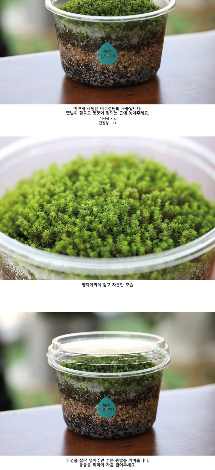 공기정화 가습 양지이끼 테라리움 꽃집사의 이끼정원/이끼/이끼기르기/이끼키우기/식물키우기/식물재배기/D