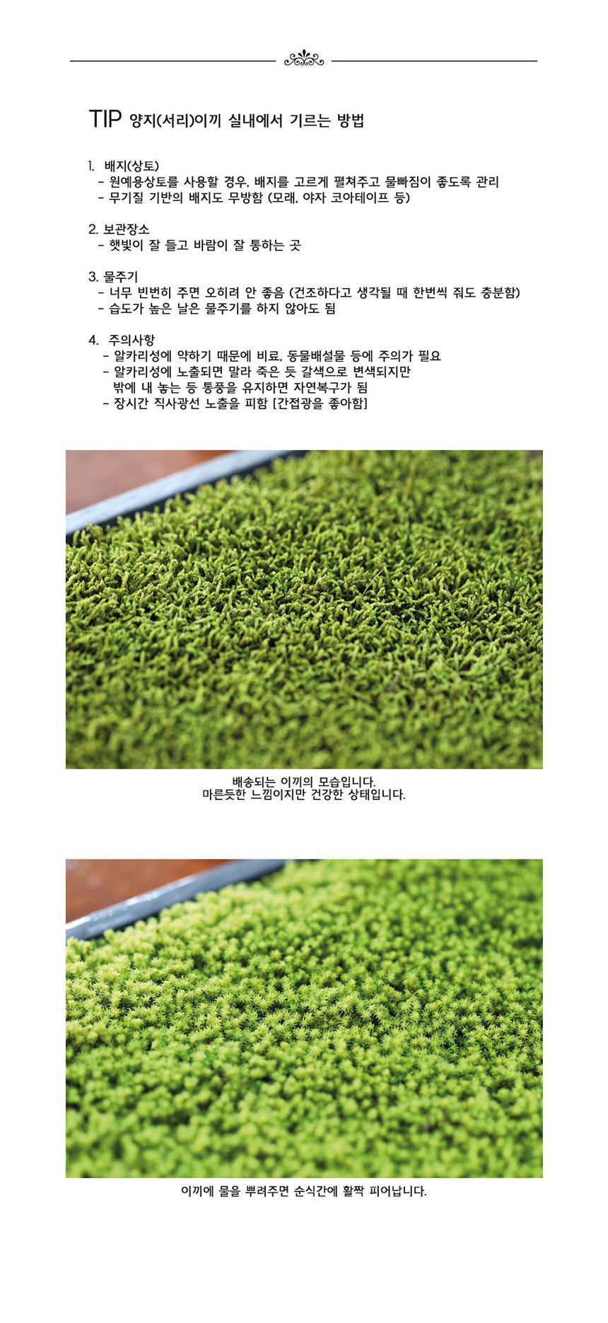 공기정화 가습 양지이끼 테라리움 꽃집사의 이끼정원/이끼/이끼기르기/이끼키우기/식물키우기/식물재배기/D