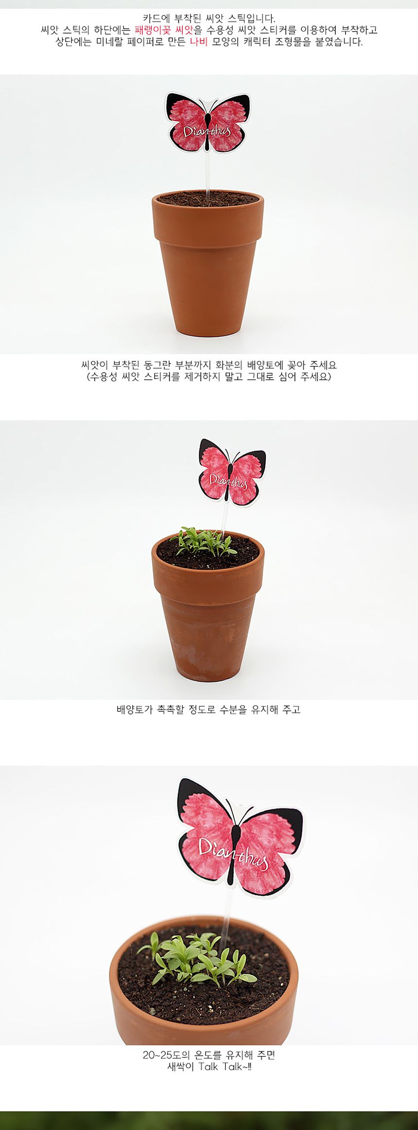 꽃씨앗 씨드스틱 마리몬드 나비 씨앗카드 패랭이꽃/식물카드/씨앗카드/꽃씨/꽃씨앗/식물선물/씨앗선물/어린
