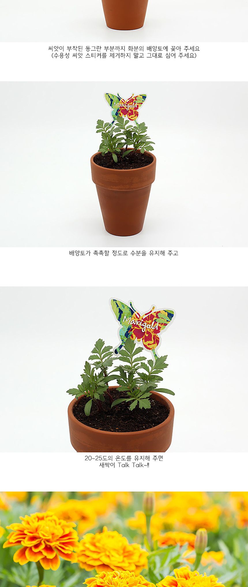 꽃씨앗 씨드스틱 마리몬드 나비 씨앗카드 메리골드/식물카드/씨앗카드/꽃씨/꽃씨앗/식물선물/씨앗선물/어린