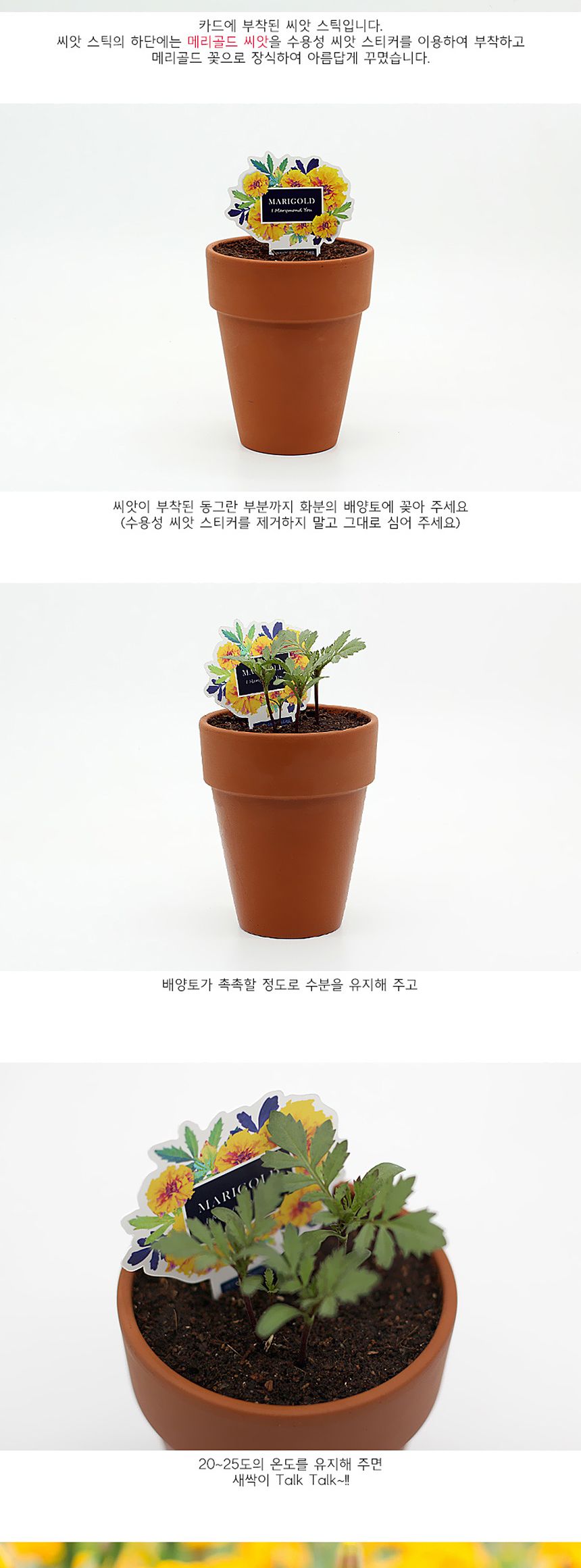 꽃씨앗 씨드스틱 마리몬드 플라워 씨앗카드 메리골드/식물카드/씨앗카드/꽃씨/꽃씨앗/식물선물/씨앗선물/어