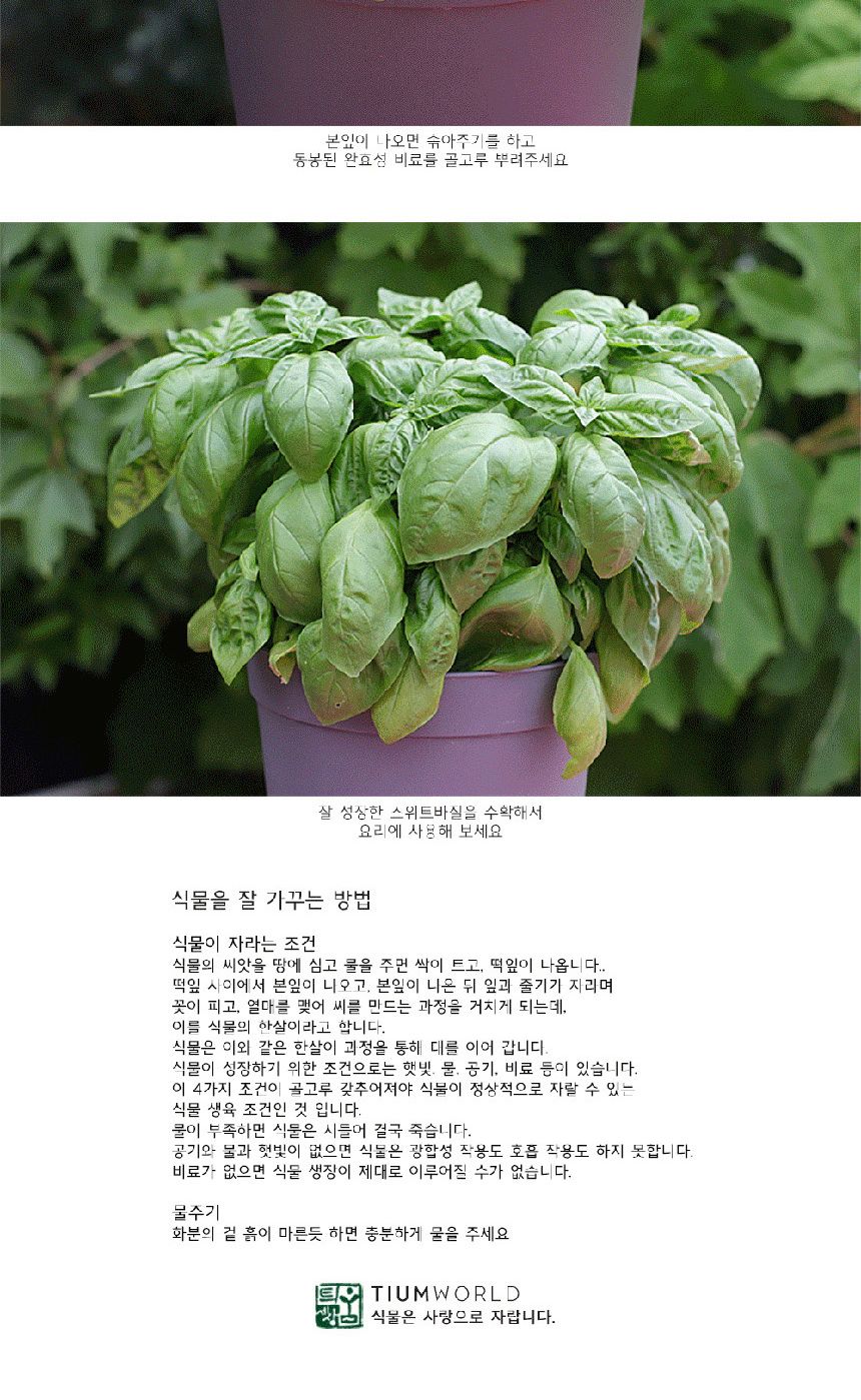 텃밭 화분 DIY 식집사 셰프가든 스위트바질 키우기/식물키우기/식물재배기/DIY키트/홈가드닝/반려식물/실내