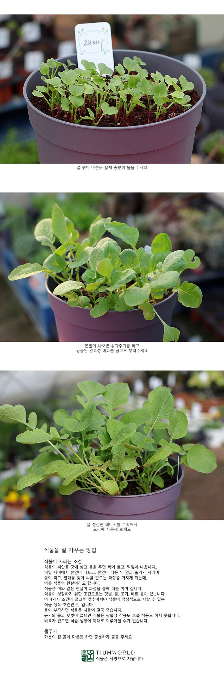 텃밭 화분 DIY 식집사 셰프가든 래디시 키우기/식물키우기/식물재배기/DIY키트/홈가드닝/반려식물/실내식물