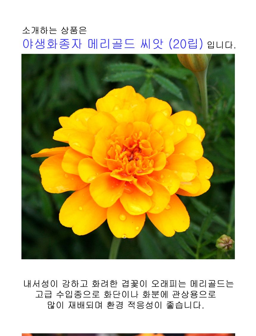 메리골드 관상용 씨앗 야생화 꽃씨 종자 씨 20립/씨/씨앗/야생화씨/야생화씨앗/야생화키우기/꽃씨앗/정원꾸