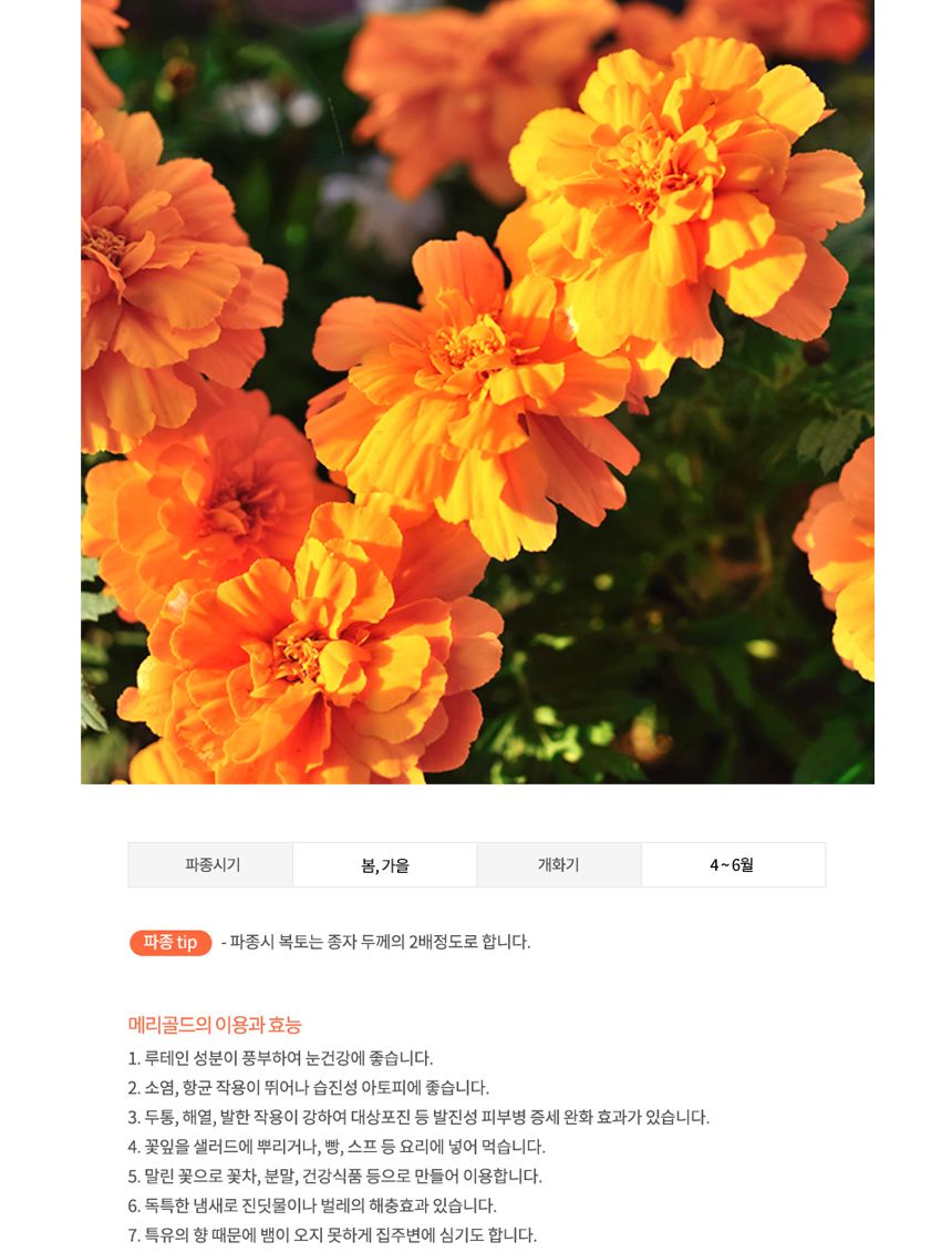 메리골드 관상용 씨앗 야생화 꽃씨 종자 씨 20립/씨/씨앗/야생화씨/야생화씨앗/야생화키우기/꽃씨앗/정원꾸