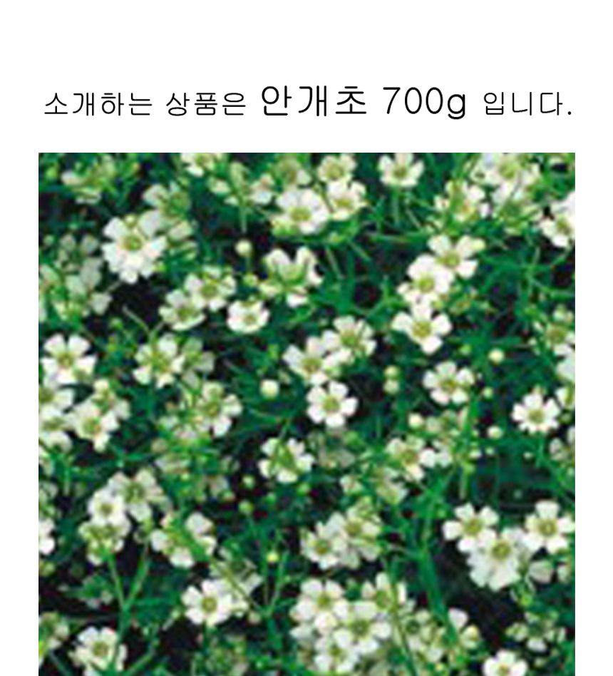 안개꽃 씨앗 야생화 꽃씨 종자 품종 정원 700g/씨/씨앗/야생화씨/야생화씨앗/야생화키우기/꽃씨앗/정원꾸미