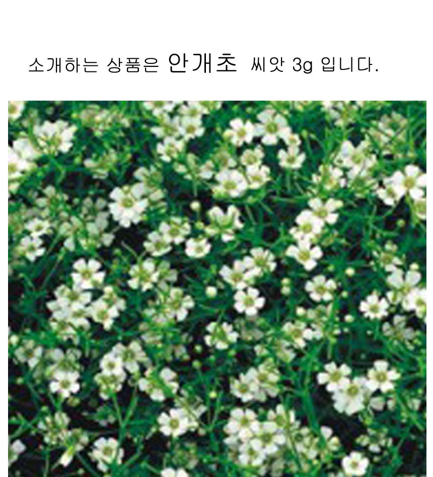 안개초 씨앗 소포장 야생화 꽃씨 종자 품종 안개꽃 3g/씨/씨앗/야생화씨/야생화씨앗/야생화키우기/꽃씨앗/