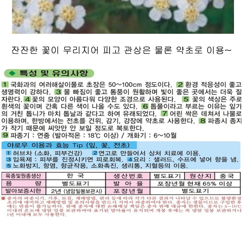 야로우 서양톱풀 씨앗 야생화 꽃씨 종자 품종 3000립/씨/씨앗/야생화씨/야생화씨앗/야생화키우기/꽃씨앗/정