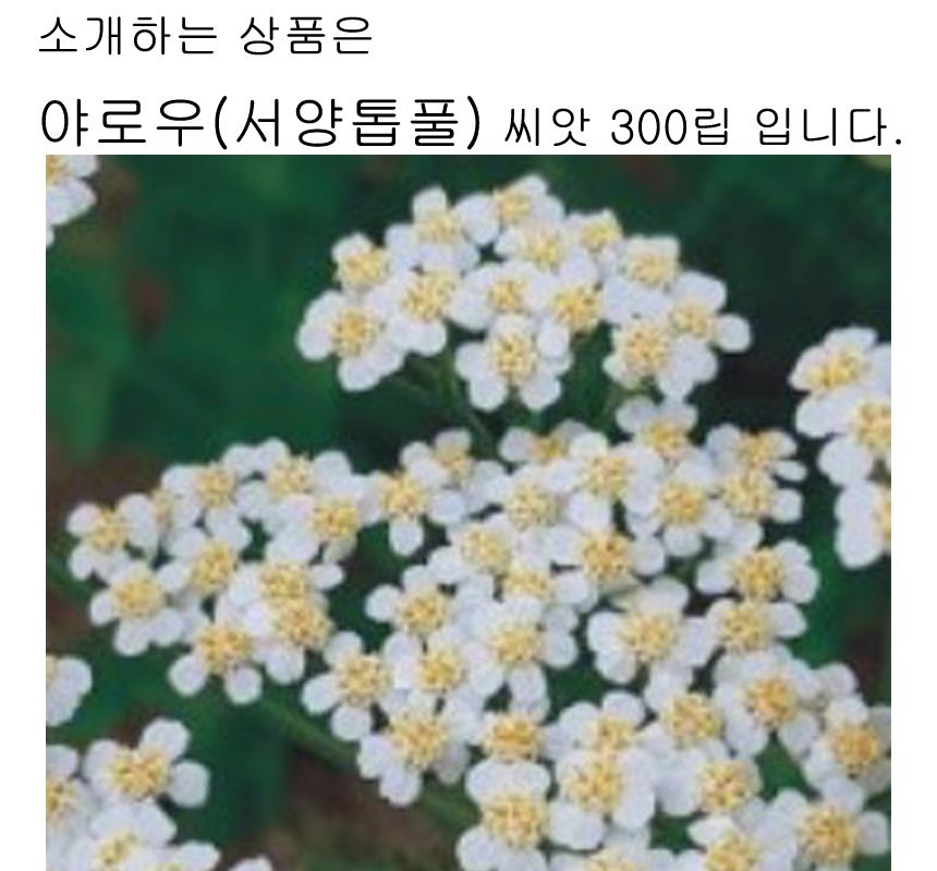 야로우 서양톱풀 씨앗 야생화 꽃씨 종자 품종 300립/씨/씨앗/야생화씨/야생화씨앗/야생화키우기/꽃씨앗/정