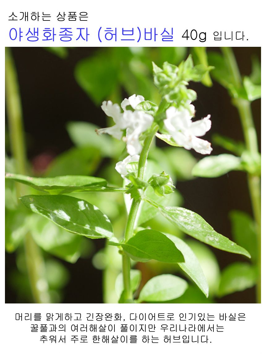 허브 씨앗 야생화 꽃씨 허브 종자 바실 품종 50립/씨/씨앗/허브씨/허브씨앗/야생화씨/야생화씨앗/야생화키