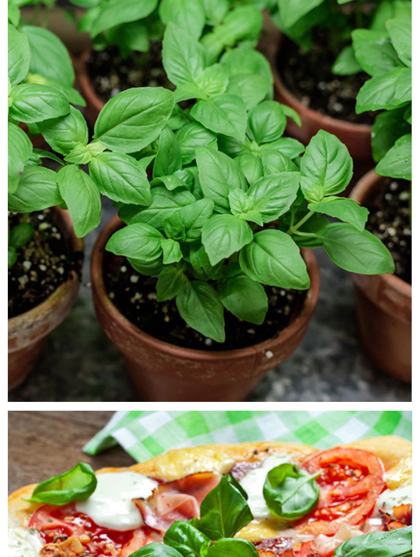 허브 씨앗 야생화 꽃씨 허브 종자 바실 품종 50립/씨/씨앗/허브씨/허브씨앗/야생화씨/야생화씨앗/야생화키