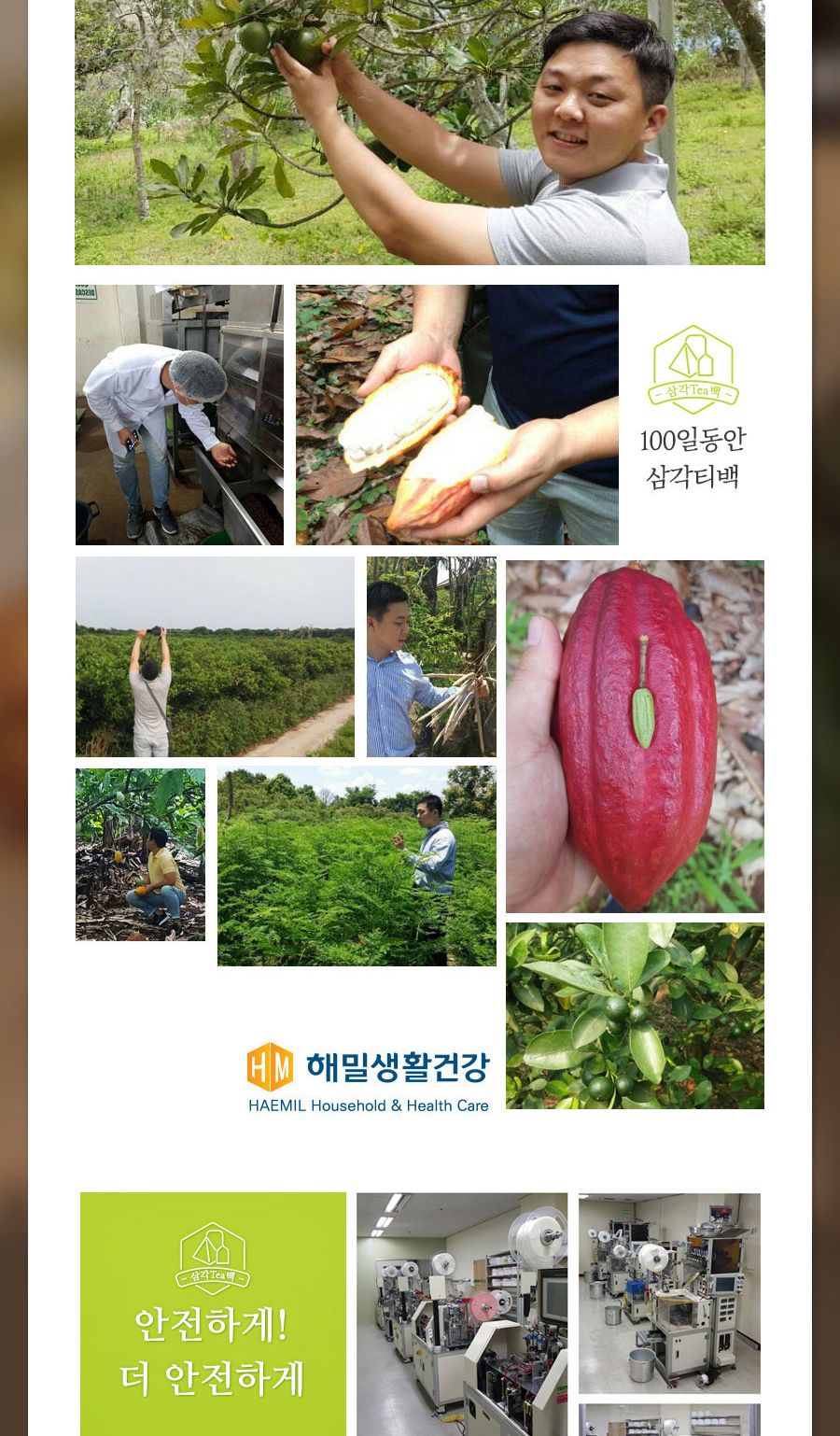 100일동안 루이보스티 삼각티백 100개입 대용량/루이보스티백/루이보스티벡/허브티백/허브차/티벡차/삼각티