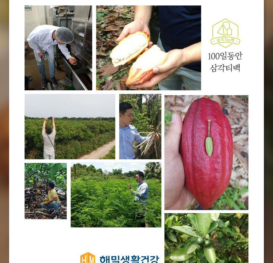 100일동안 구기자차 삼각티백 100개입 대용량/구기자티백/구기자티벡/구기자차티백/구기자/티벡차/삼각티백
